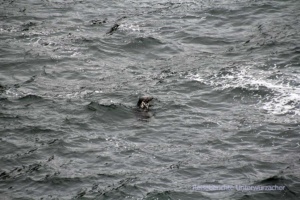"Unser" erster gesichteter "Seal" - Seehund in freier Wildbahn ...