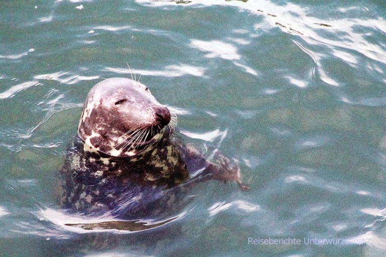 Die Seals warten auf die Abfälle der Fischerboote ...