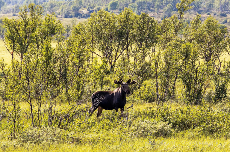 Mehr über den Artikel erfahren Südnorwegen 2025 – einfach nur schön – Teil 3