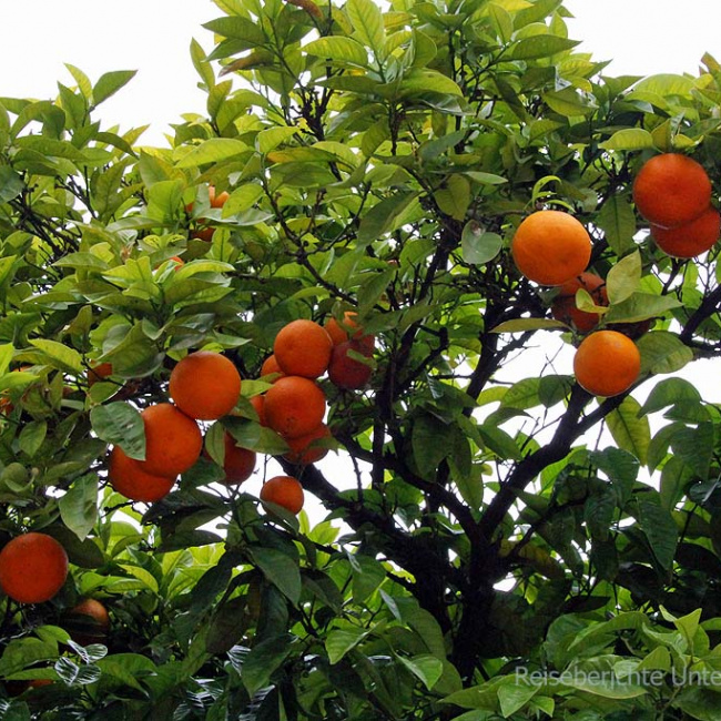 An allen Orten und Ecken: Zitronen- und Orangenbäume