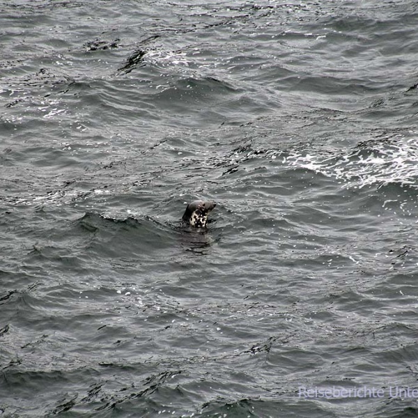 "Unser" erster gesichteter "Seal" - Seehund in freier Wildbahn ...