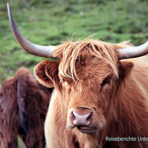 Highland Cattle - Schottisches Hochlandrind
